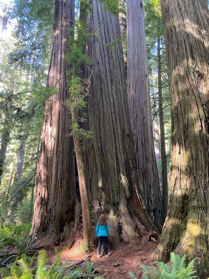 Hiking with Multiple Sclerosis Redwood National Forest